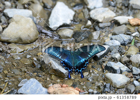 ミヤマカラスアゲハ 61358789