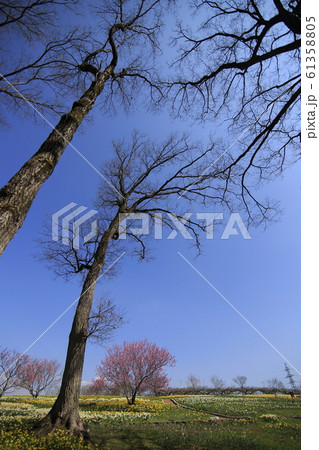 スイセン園 備北丘陵公園の春 スイセン園 備北丘陵公園の春 61358805