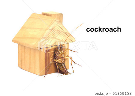 House models and cockroaches sitting in the door House models and cockroaches sitting in the door 61359158