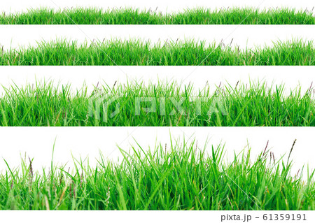 Green Grass Border isolated on white 61359191