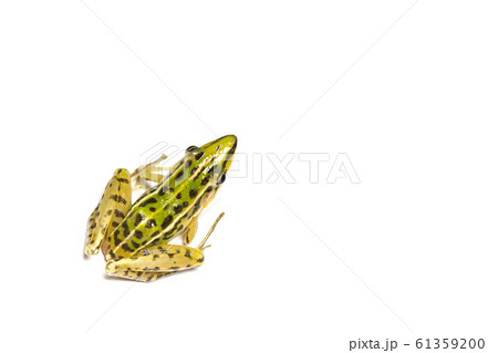 A beautiful common green water frog. isolated on A beautiful common green water frog. isolated on 61359200