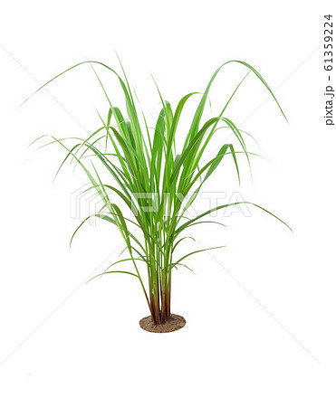 Green Grass Border isolated on white background. ( 61359224