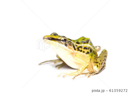 A beautiful common green water frog. isolated on 61359272