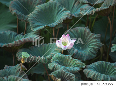 Lotus Flower.Background is the lotus leaf and Lotus Flower.Background is the lotus leaf and 61359355