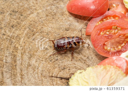 The problem in the house because of cockroaches 61359371