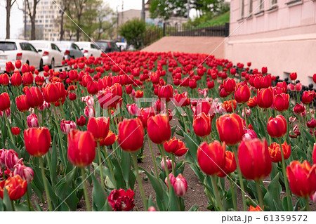 Vladivostok, Russia - May 07, 2019: Flowering Vladivostok, Russia - May 07, 2019: Flowering 61359572