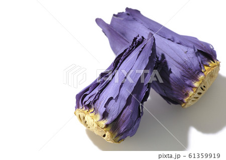 蓮の花 蓮の花 61359919