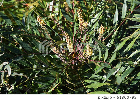 ホソバヒイラギナンテン（細葉ヒイラギ南天） 61360795