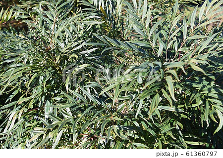 ホソバヒイラギナンテン(細葉ヒイラギ南天) ホソバヒイラギナンテン(細葉ヒイラギ南天) 61360797