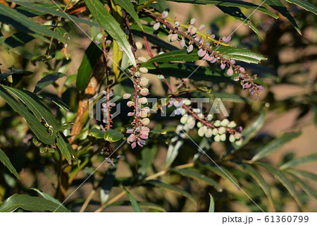 ホソバヒイラギナンテン(細葉ヒイラギ南天) ホソバヒイラギナンテン(細葉ヒイラギ南天) 61360799