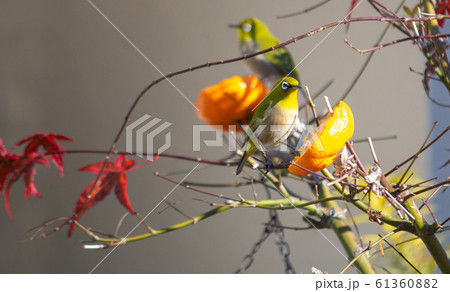 庭先のみかんをほおばるメジロ(12月、日本、東京、東村山市） 61360882