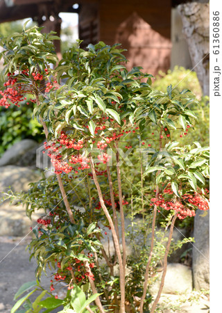 マンリョウ 61360886