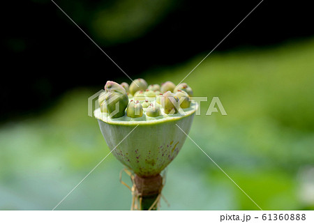 ハスノ実 61360888