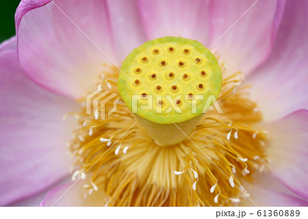 ハスの花芯 ハスの花芯 61360889
