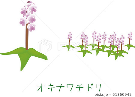 南国　奄美　オキナワチドリ　植物 61360945