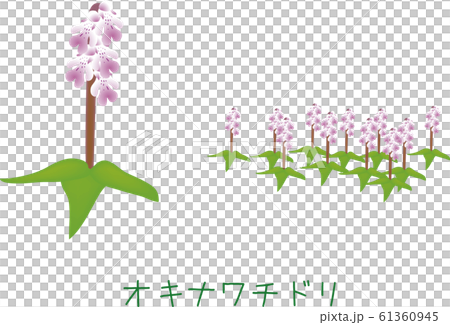 南国　奄美　オキナワチドリ　植物 61360945