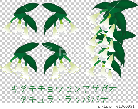 Amami Datura plant in southern country 61360951