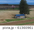春の美瑛・瑠辺蘂地区の畑にある作業小屋と大きな木 61360961