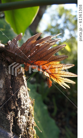 Chiang Mai10 Chiang Mai10 61361308