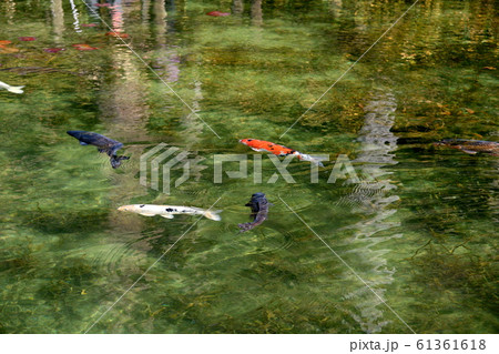 名もなき池　モネの池 61361618