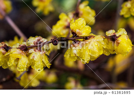 蝋梅の花 蝋梅の花 61361695