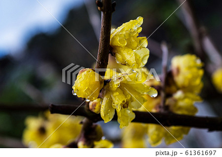 蝋梅の花 蝋梅の花 61361697