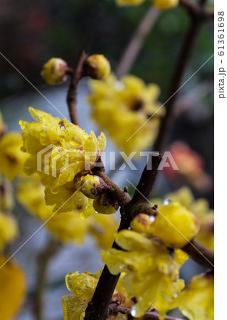蝋梅の花 蝋梅の花 61361698