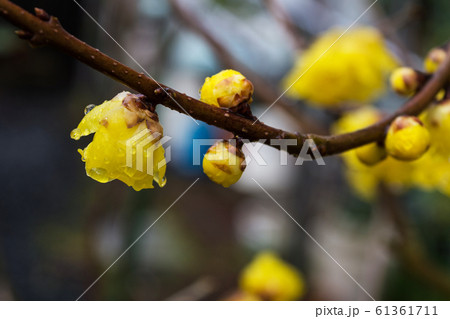蝋梅の花 蝋梅の花 61361711