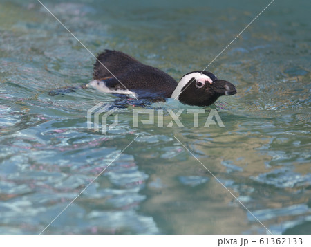 プールで楽しそうに泳いでいるペンギン2 61362133