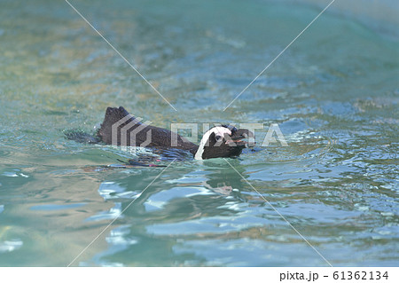 プールで楽しそうに泳いでいるペンギン3 61362134