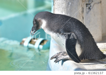 プールに飛び込もうとしている可愛いペンギンの子16 61362137
