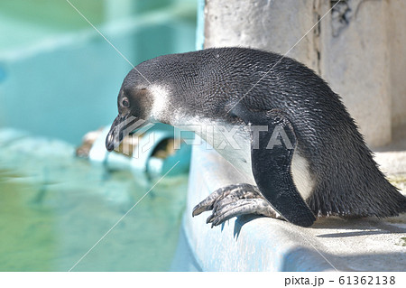 プールに飛び込もうとしている可愛いペンギンの子15 61362138