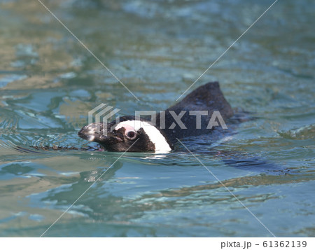プールで楽しそうに泳いでいるペンギン4 61362139