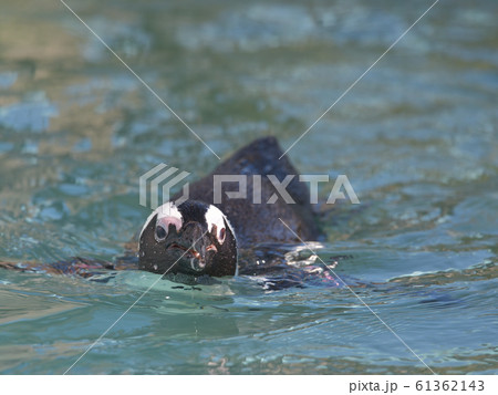 プールで楽しそうに泳いでいるペンギン5 61362143