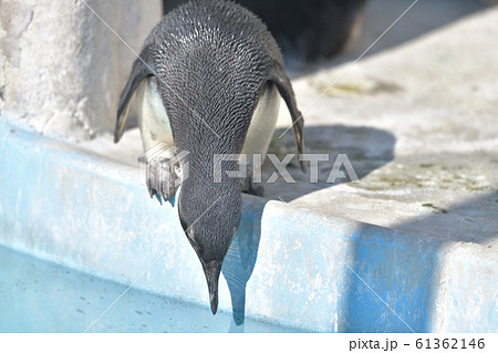 プールに飛び込もうとしている可愛いペンギンの子14 61362146