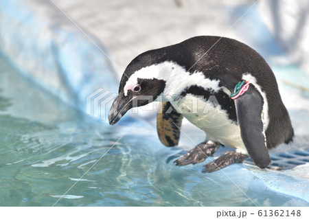 プールに飛び込む決心が出来ずに悩むペンギン4 61362148