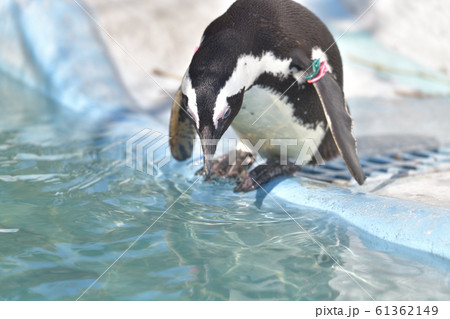 プールに飛び込む決心が出来ずに悩むペンギン3 プールに飛び込む決心が出来ずに悩むペンギン3 61362149