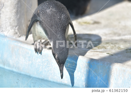 プールに飛び込もうとしている可愛いペンギンの子13 61362150