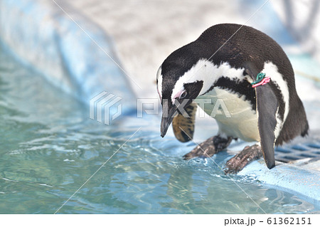 プールに飛び込む決心が出来ずに悩むペンギン2の写真素材