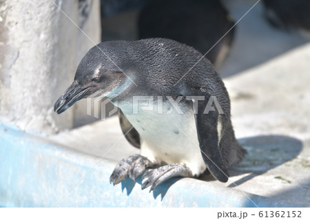 プールに飛び込もうとしている可愛いペンギンの子12 61362152