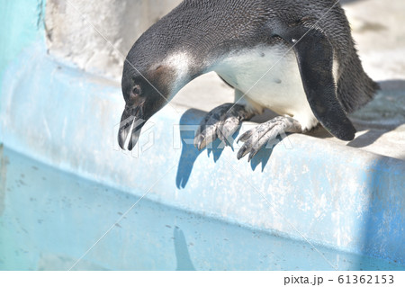 プールに飛び込もうとしている可愛いペンギンの子11の写真素材