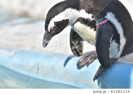 プールに飛び込む決心が出来ずに悩むペンギン1 61362154
