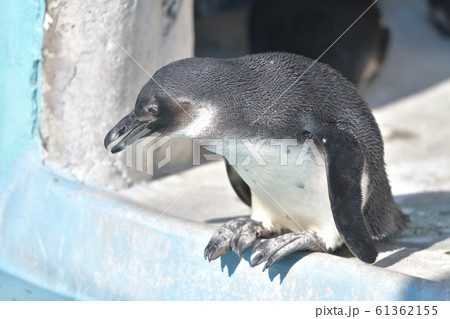 プールに飛び込もうとしている可愛いペンギンの子10 61362155