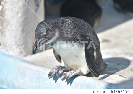 プールに飛び込もうとしている可愛いペンギンの子9 プールに飛び込もうとしている可愛いペンギンの子9 61362156