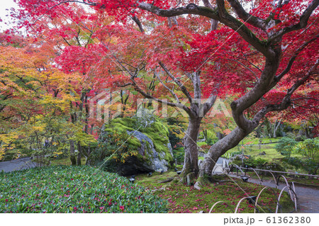 京都 宝厳院(ほうごんいん)の紅葉 天龍寺の塔頭寺院 京都 宝厳院(ほうごんいん)の紅葉 天龍寺の塔頭寺院 61362380