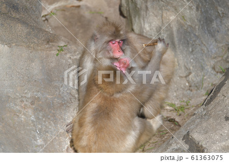 何か言いたそうな猿と、言わないで欲しそうな日本猿 61363075