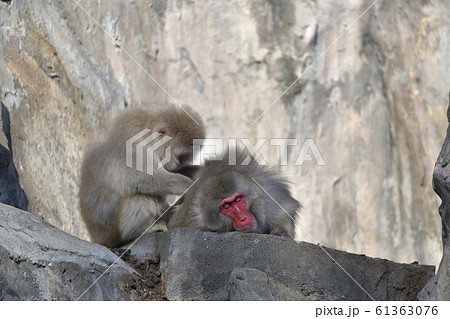 顔を真っ赤にしたお気持ちよくて目と瞑っているお爺さんのような猿とノミ取りしているお婆さん風の日本猿 61363076
