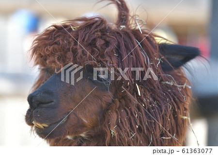 茶色いイケメンラマの顔のドアップ2 61363077