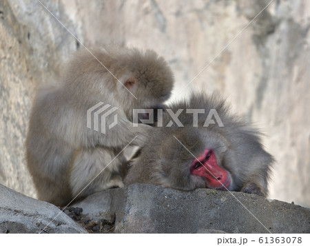 顔を真っ赤にしたお爺さんのような猿とノミ取りしているお婆さん風の日本猿 61363078