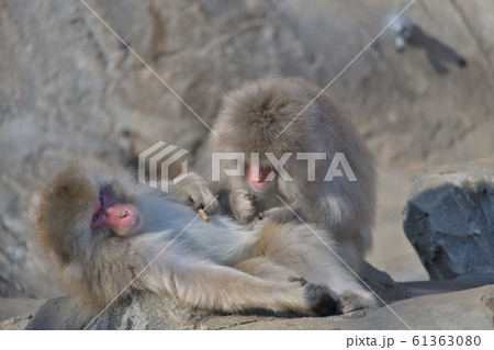 タバコのような木を指に挟んでノミ取りしてもらう猿の夫婦 61363080